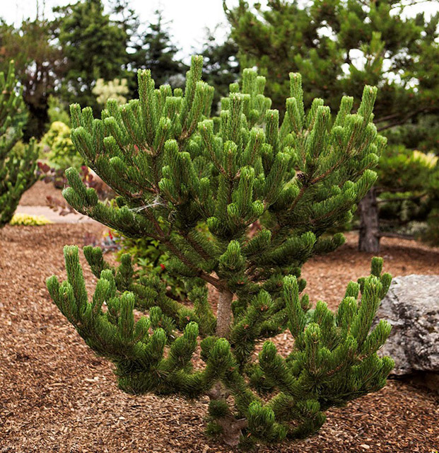 Pinus nigra 'Oregon Green'